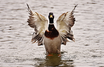 Animals, Water, Bird, Duck, Wings, Drake HD wallpaper