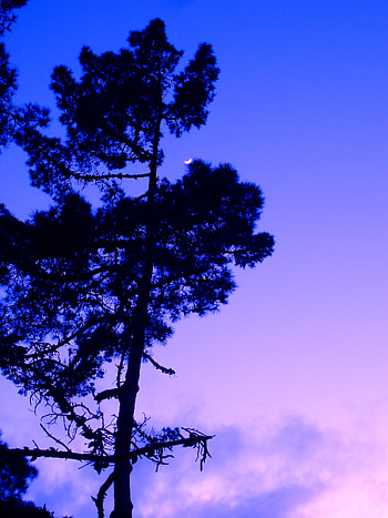 Twilight, Moon, Dark, Wood, Tree, Dusk, Evening HD phone wallpaper