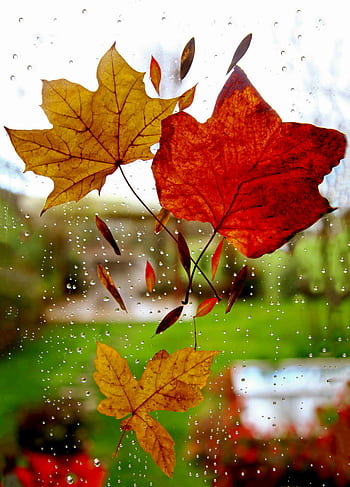 Vibrant autumn leaves on a rain-dappled window evoke a serene seasonal atmosphere. HD phone wallpaper