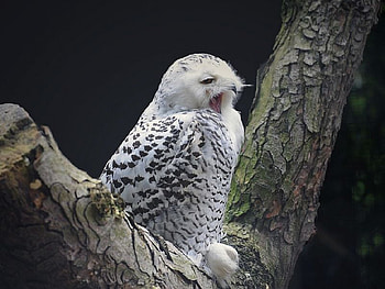 White Eagle, cool, white, eagle HD wallpaper