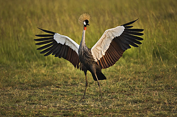 Avian beauty, Feathered wonders, Bird HD wallpaper