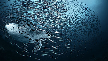Mesmerizing sea animal , Breathtaking seascapes, Oceanic charm, perfect HD wallpaper