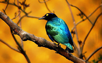 Animals, Birds HD wallpaper