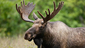 Elk (Animals), Breathtaking landscapes, Wildlife sanctuary, Serene nature HD wallpaper