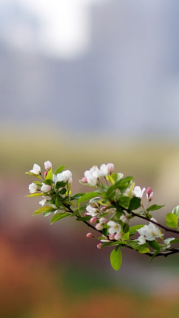 May Background, Beautiful, Flowers Background HD phone wallpaper