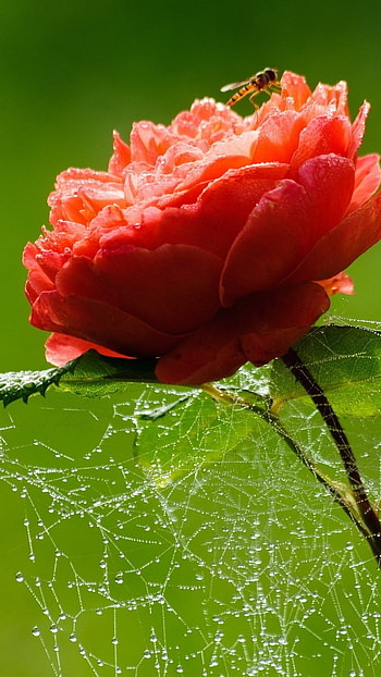 Beautiful Flowers Roses, Rose Flower HD phone wallpaper