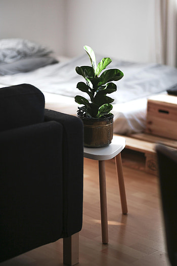 Interior, Miscellanea, Miscellaneous, Room, Sofa, Indoor Plant, Houseplant HD phone wallpaper