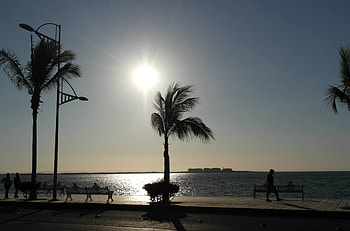 Sunset, Palm Tree, Shore, Sea HD wallpaper