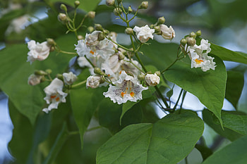 Catalpa , , Nature, Flowering tree HD wallpaper