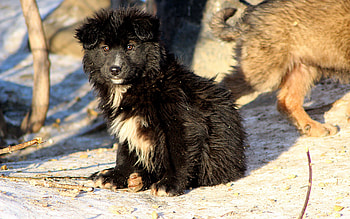 Animals, Dogs, Snow, Couple, Pair, Puppies HD wallpaper