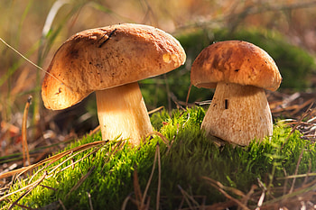 Fanci fungi, Mushroom powders, Culinary magic, Flavor enhancer HD wallpaper
