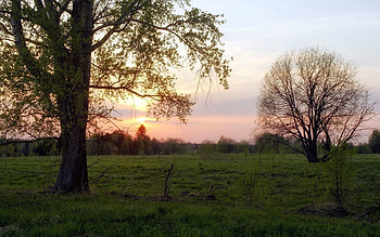 Landscape, Nature, Trees, Sunset, Polyana, Glade, Serenity HD wallpaper