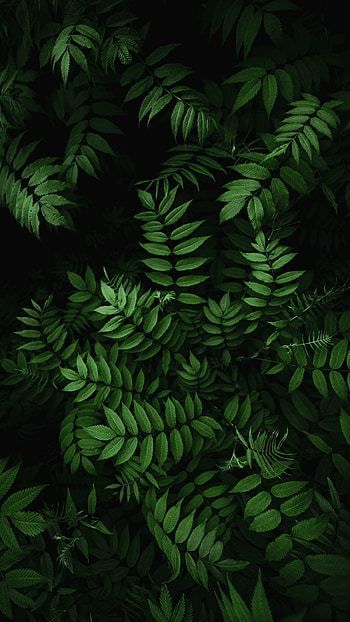 Green, Google, new, terrestrial_plant, organism, Amoled, , black, tree, pixel HD phone wallpaper