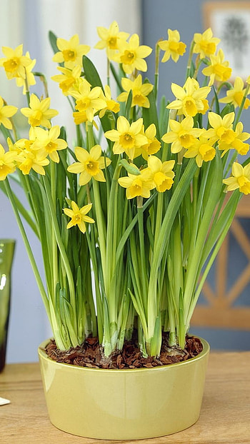 Daffodil, Daffodil Flowers HD phone wallpaper