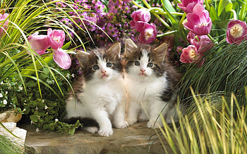Animals, Flowers, Fluffy, Couple, Pair, Kittens HD wallpaper