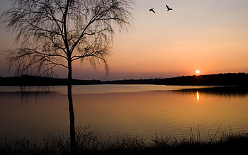 Nature, Sunset, Lake, Shore, Bank, Branches, Branch, Birch HD wallpaper