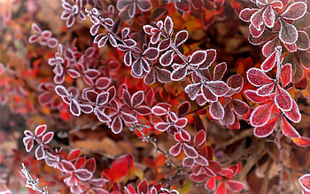 Frosty Leaves, Latvia, frost, leaves, red HD wallpaper