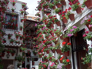 patio con flores, spain, patio, flores, cordoba, andalucia HD wallpaper