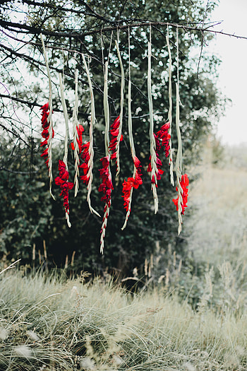 Nature, Flowers, Wood, Tree, Branch HD phone wallpaper