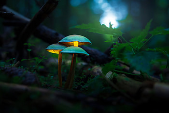 Mushroom Plants Glowing , mushroom, forest, deviantart HD wallpaper