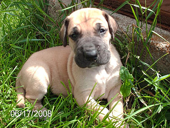 ONLY A FACE A MOTHER COULD LOVE, greatdane, loveable, a, breed HD wallpaper