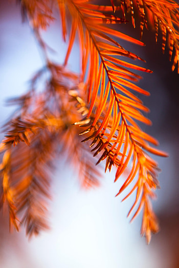 Leaves, Macro, Blur, Stems HD phone wallpaper