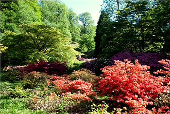 Colorful, trees, bushes, garden, flowers HD wallpaper