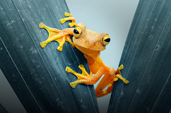 400 frog , Frog species, collection, Animal graphy HD wallpaper