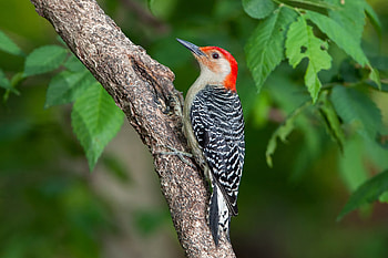 Animals, Leaves, Bird, Branch, Woodpecker HD wallpaper