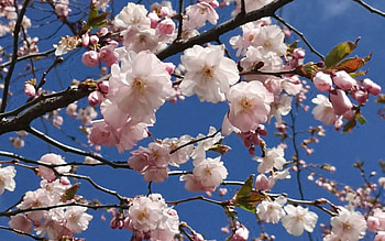Cherry Blossoms, blossoms, cherry, Latvia, sky, spring, tree HD wallpaper