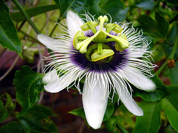 Flowers, Leaves, Flower, Petals, Stamens, Passionflower HD wallpaper