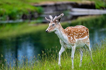 Deer, animal, nature, stag HD wallpaper