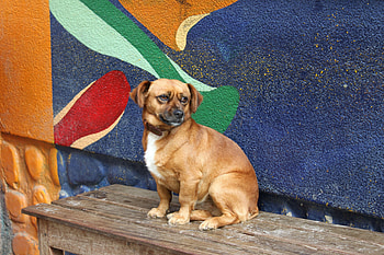 Animals, Sit, Dog, Puppy, Bench, Small HD wallpaper