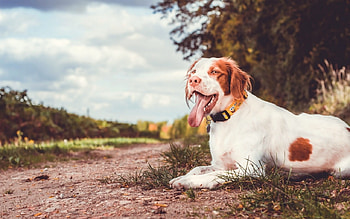 Resting, dogs, cute, puppy, animals HD wallpaper