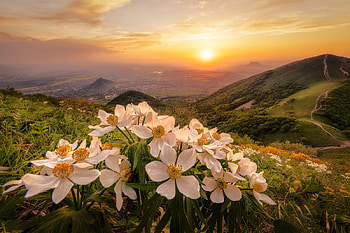 Sunset on Mountain Flowers, flowers, nature, mountains, sunset, russia HD wallpaper