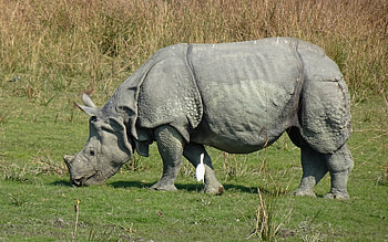 Rhino and Egret, animal, egret, rhino, bird HD wallpaper