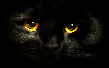 BLACK CAT, eyes, cat, pet, black HD wallpaper