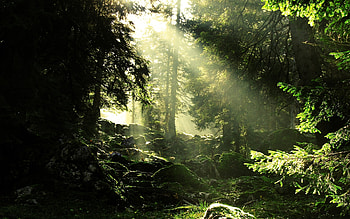 Landscape, Trees HD wallpaper