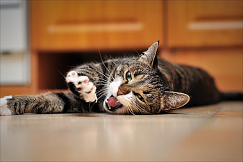 Animals, Cat, To Lie Down, Lie, Floor, Open Mouth, Stretch HD wallpaper