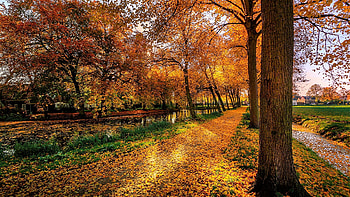 autumn avenue, autumn, leaves, holland, avenue HD wallpaper