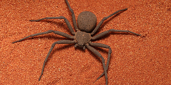 Six Eyed Sand Spider, six, eyed, spider, sand HD wallpaper