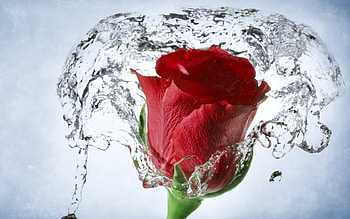 Plants, Flowers, Roses HD wallpaper