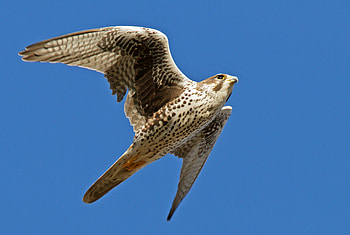 Animals, Sky, Bird, Flight, Falcon, Wings, Wave, Sweep HD wallpaper