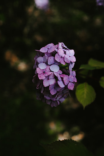 Flowers, Lilac, Bloom, Flowering, Hydrangea, Inflorescence HD phone wallpaper