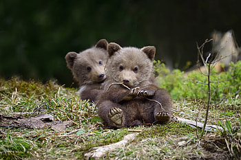 Bear Cubs, nature, Bear, Animal, Cubs HD wallpaper