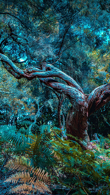 Jungle forest , Lush greenery, Mysterious darkness, Nature's charm HD phone wallpaper