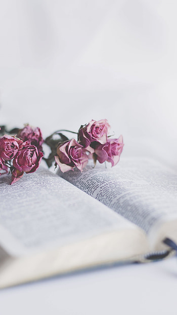 Book and roses flowers, Sony Xperia Z5 Premium, background, Romantic reading HD phone wallpaper
