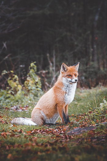 Animals, Fox, Predator, Sight, Opinion, Animal HD phone wallpaper