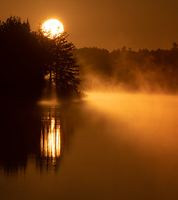 Nature, Trees, Sun, Fog HD phone wallpaper