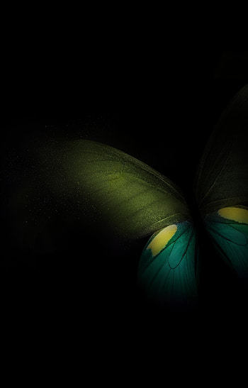 Samsung Galaxy Fold, Butterfly, Green-teal-black HD phone wallpaper